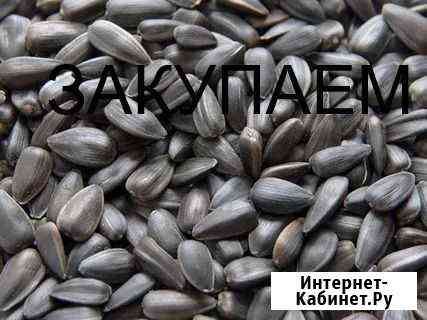 Семечка Прохладный