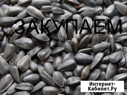 Семечка Прохладный - изображение 1