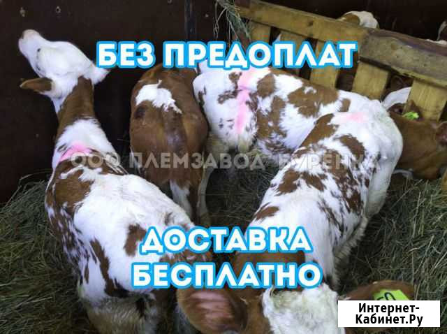 Телята, бычки на откорм, телочки Курск - изображение 1