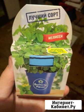 Семена милиссы для выращивания детей Углич - изображение 1