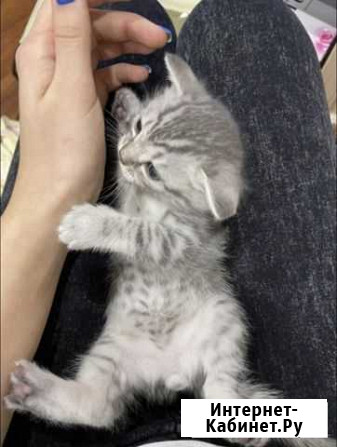 Котенок британский Томск - изображение 1