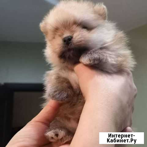 Щенки померанского шпица Киров - изображение 1