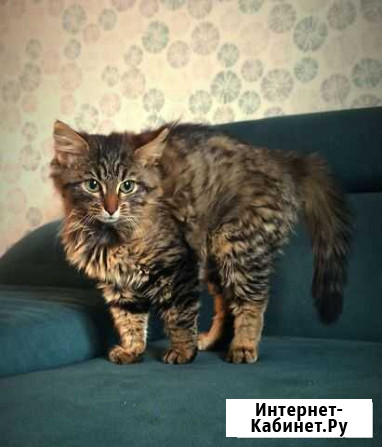 Кошка в добрые руки Звенигород - изображение 1