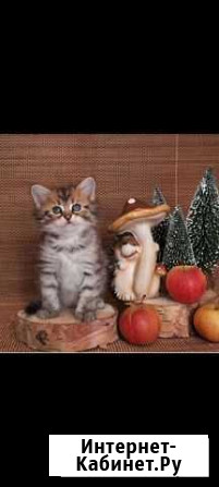 Котята сибирской кошки Петропавловск-Камчатский - изображение 1