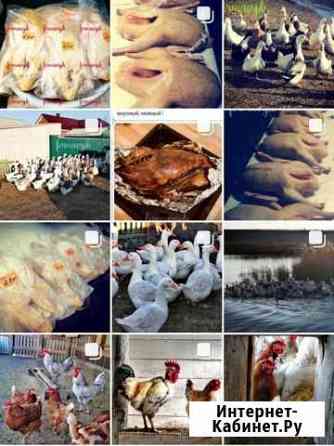 Домашние гуси, утки к Н.Г Санкт-Петербург