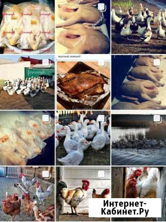 Домашние гуси, утки к Н.Г Санкт-Петербург - изображение 1