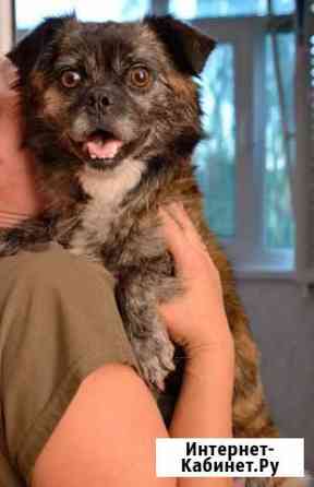 Маленькая собачка бесплатно Нижний Новгород