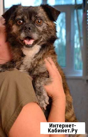 Маленькая собачка бесплатно Нижний Новгород - изображение 1