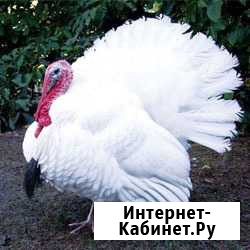 Индюки Благодарный - изображение 1