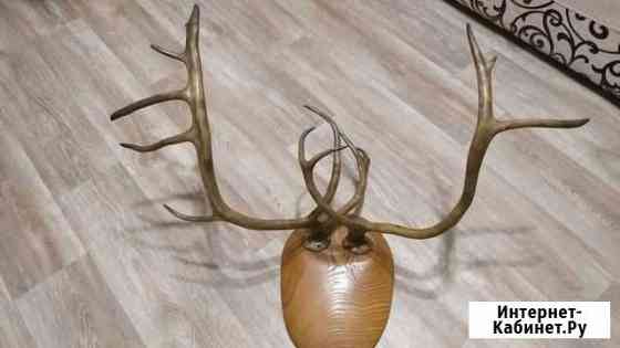 Рога оленя Хабаровск