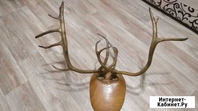 Рога оленя Хабаровск - изображение 1