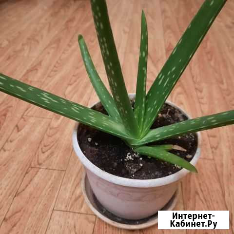 Алоэ Северск - изображение 1