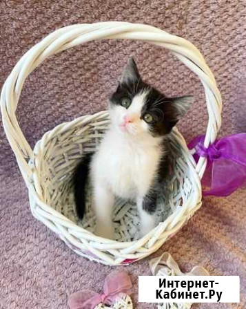 Котенок Пятигорск - изображение 1