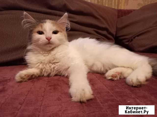 Кошка в дар Бор - изображение 1