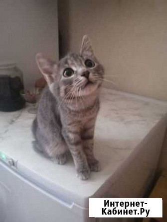 Котенок девочка Воскресенск - изображение 1