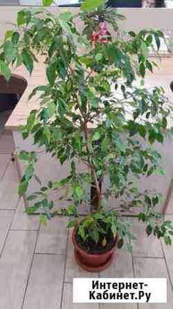 Фикус Бенджамина мелколистный Новокузнецк