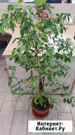 Фикус Бенджамина мелколистный Новокузнецк - изображение 1