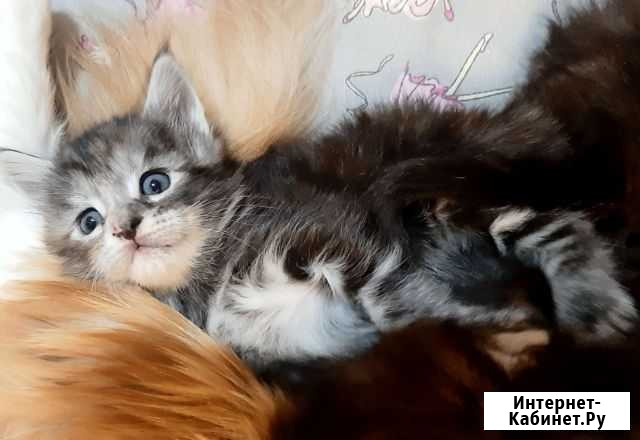 Котята Мэйн Кун Кушва - изображение 1