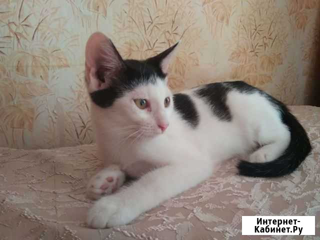 Котенок Чебоксары - изображение 1