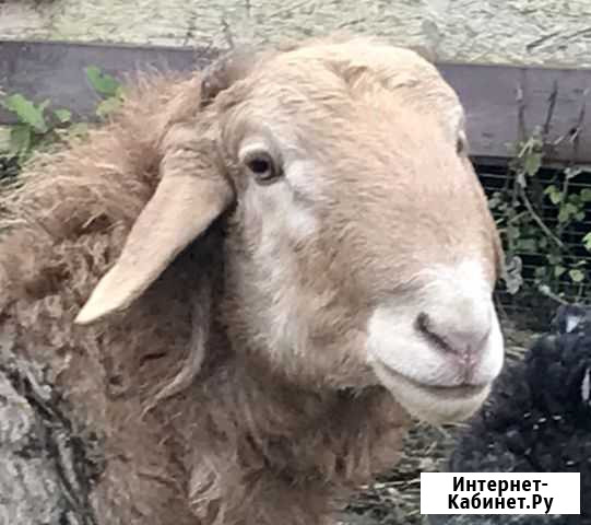 Баран Эдильбаевской породы Кольчугино - изображение 1