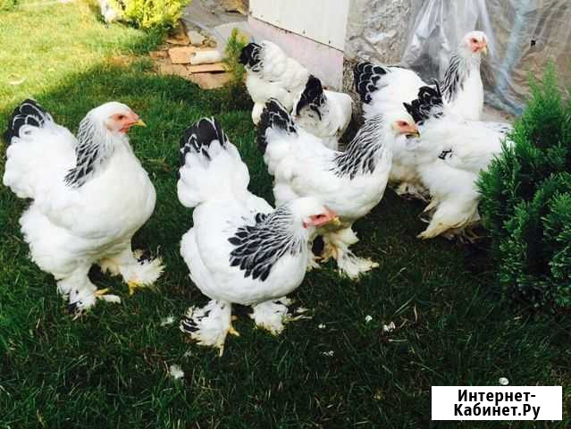 Доставка сельскохозяйственной курицы Ржев - изображение 1