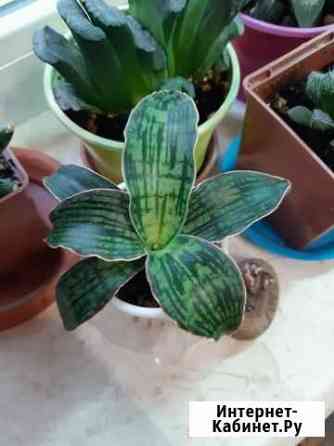 Сансевиерия Клеопатра Томск