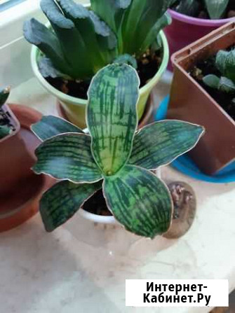 Сансевиерия Клеопатра Томск - изображение 1