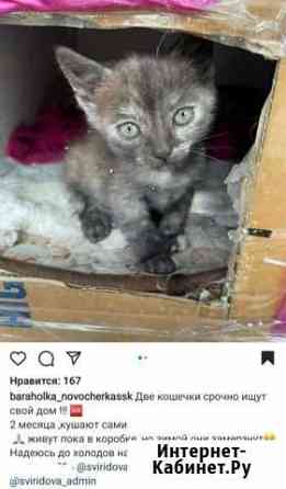 Кошка Новочеркасск