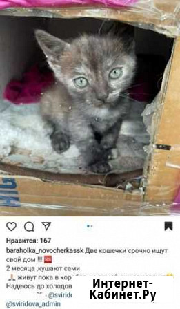Кошка Новочеркасск - изображение 1