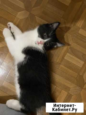 Котенок Севастополь - изображение 1