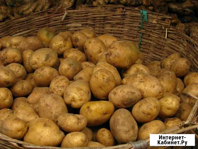 Семенной картофель Шумячи - изображение 1
