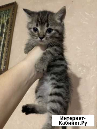 Котята в добрые руки Майский - изображение 1