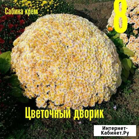 Рассада хризантем мультифлора на весну22г Средняя Ахтуба - изображение 1