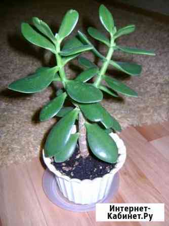 Денежное деревце Воронеж