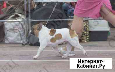 Собака Зерноград