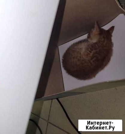 Котик бесплатно Рыльск - изображение 1