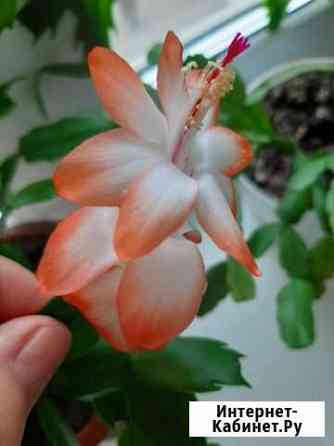 Декабрист(шлюмбергера) Хабаровск