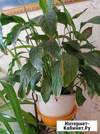 Фукция Астрахань