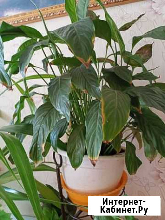 Фукция Астрахань - изображение 1