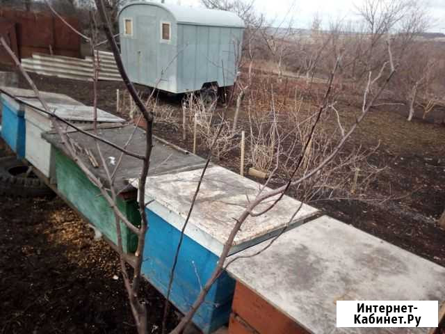 Рой пчёл Воронеж - изображение 1