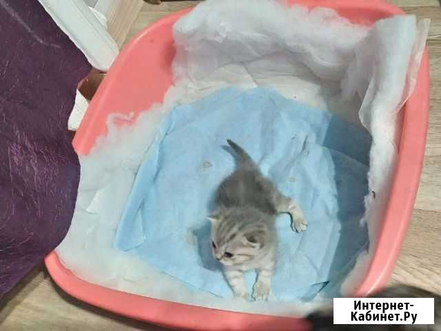 Шотландские вислоухие Ухта - изображение 1