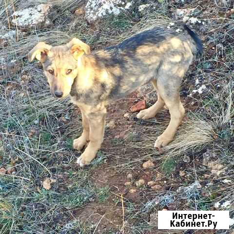 Щенку нужен дом Севастополь - изображение 1