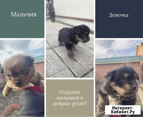 Щенки Кинель - изображение 1