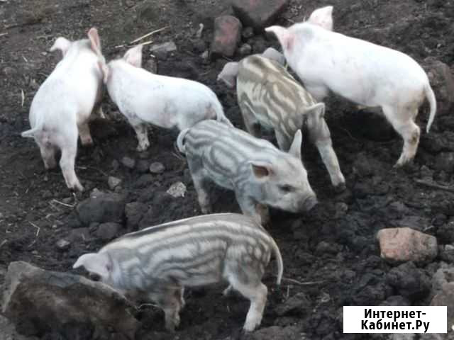 Продаются поросята Тула - изображение 1