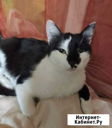 Кошка, возраст год, стерилизована Стерлитамак - изображение 1