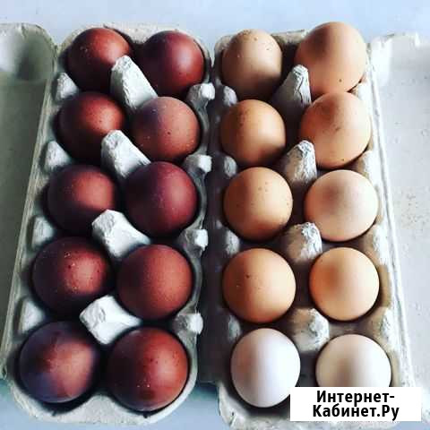 Цыплята, инкубационное яйцо Торжок - изображение 1