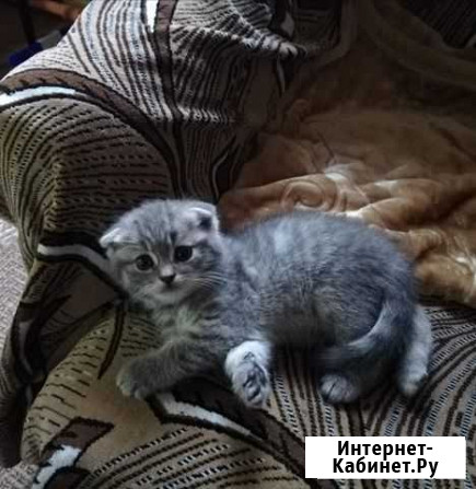 Шотландский вислоухий котёнок Черняховск - изображение 1