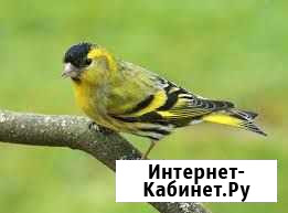 Певчие птицы Пугачев - изображение 1