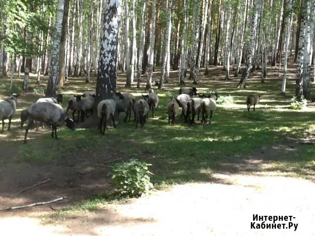 Овцы Екатеринбург - изображение 1