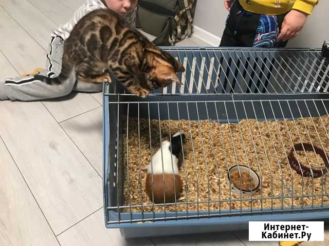 Морские свинки+клетка Мытищи - изображение 1